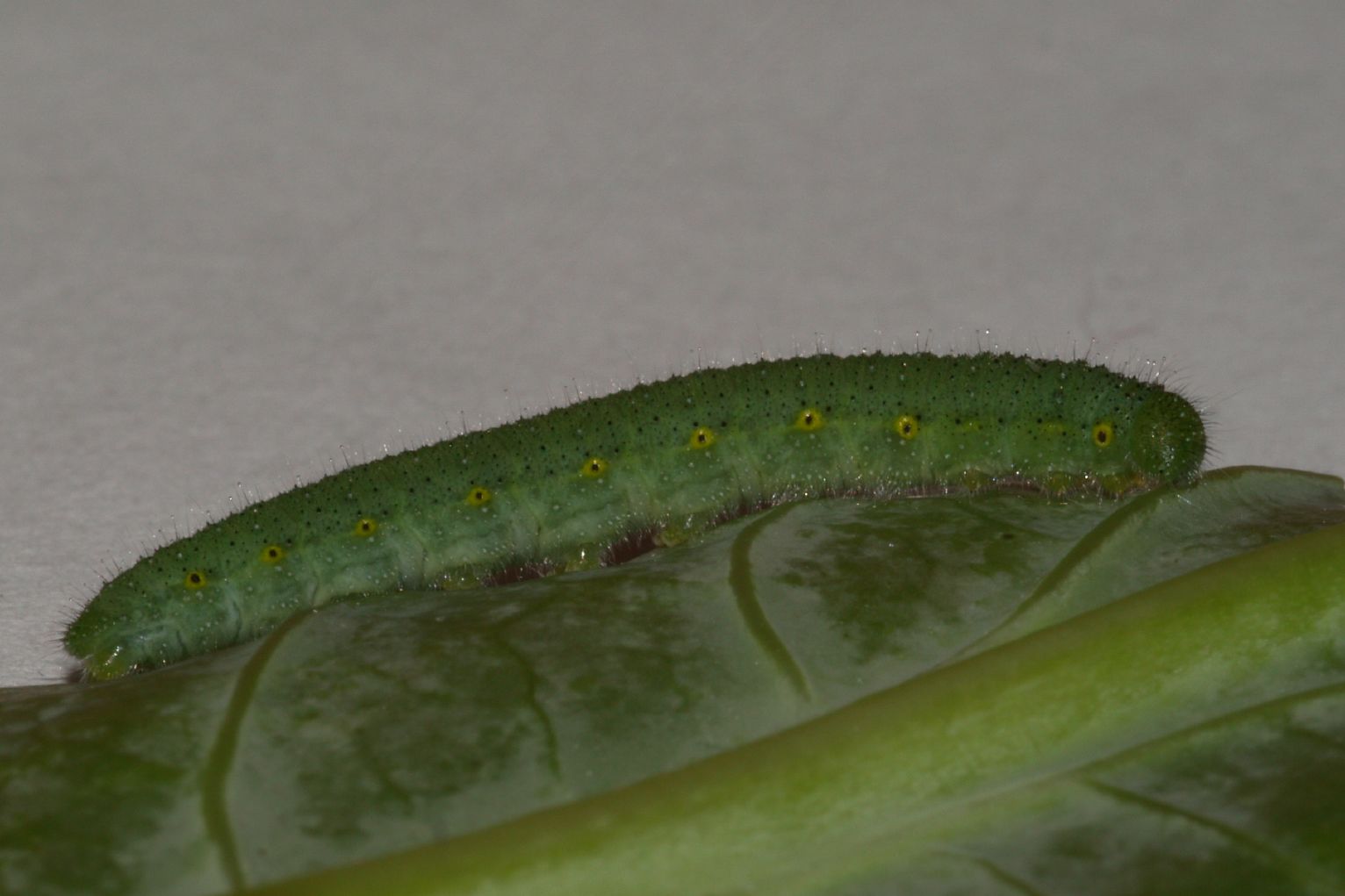 Storia di una Pieris napi